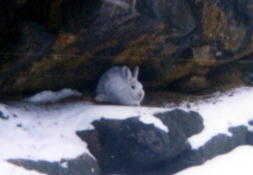 jack.jpg - 55622 Bytes